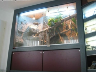 Raumhohes Terrarium in Dekor Beton